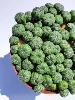asterias eramcactus 1