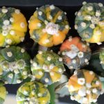 Asterias-nishiki-eramcactus-01 خزانه آستریاس ابلق