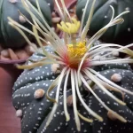 asterias shinshowa eramcactus 01