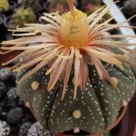asterias shinshowa eramcactus